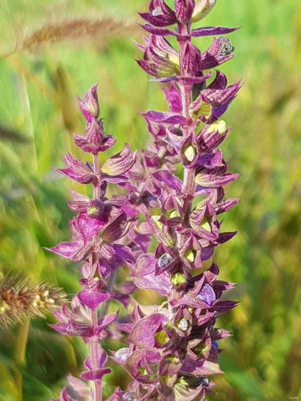 More Wild Flowers Of The Netherlands - 10-2017-09-29 09.15.16.editted